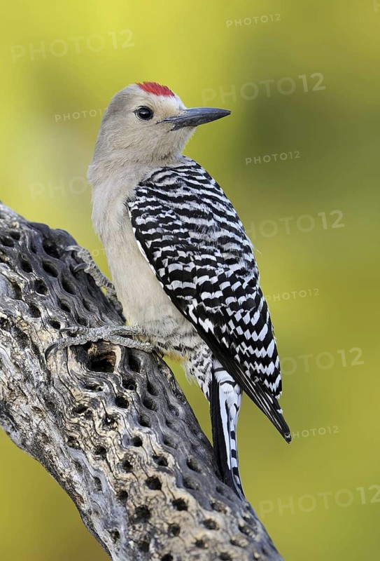 Gila Woodpecker (Melanerpes uropygialis), Arizona, USA