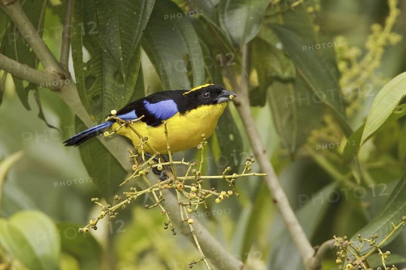 Blue-winged Mountain Tanager (Anisognathus somptuosus), Ecuador