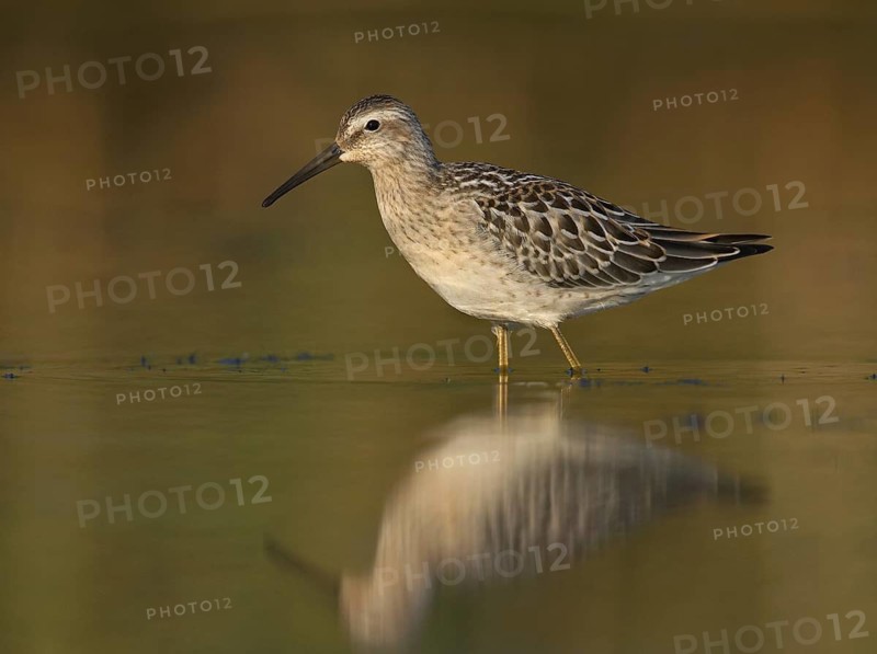 Stilt Sandpiper (Calidris himantopus), Ohio, USA