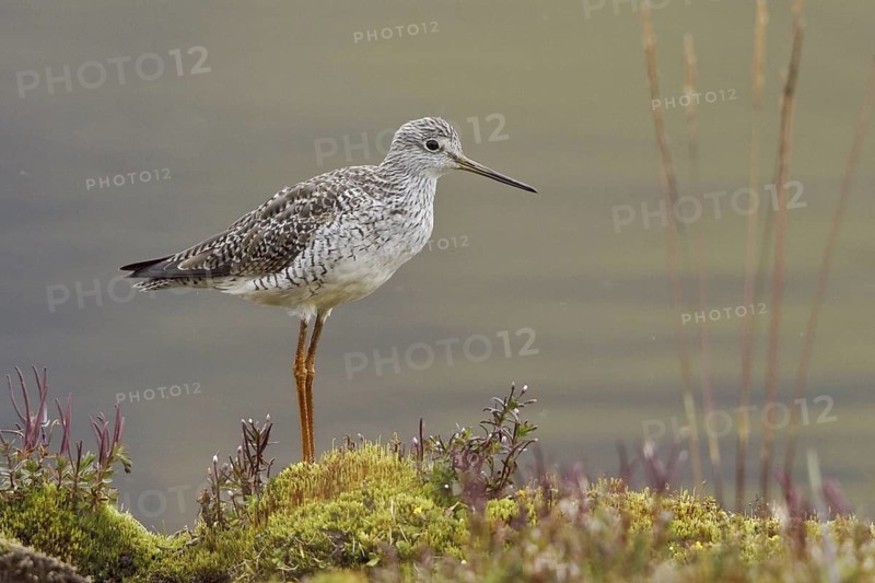 Greater Yellowlegs (Tringa melanoleuca), Ecuador