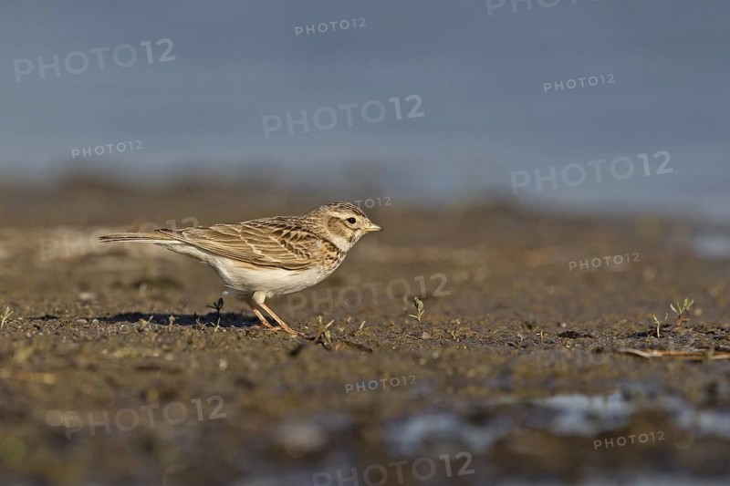 Asian Short-toed Lark (Alaudala cheleensis) on ground, Dornod Province, Mongolia