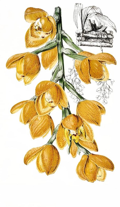 Peristeria baikeri, orchid species, plant and flower, digitally reworked reproduction of an original from the 19th century
