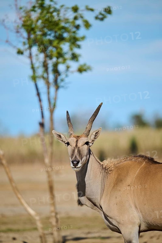 Common eland (Taurotragus oryx) standing in the dessert, portrait, captive, distribution Africa