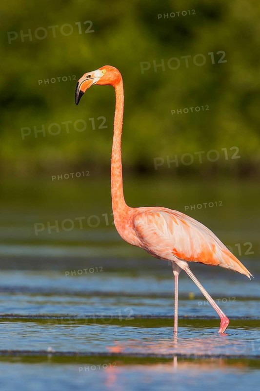 American flamingo (Phoenicopterus ruber) feeding in a lagoon in Cuba