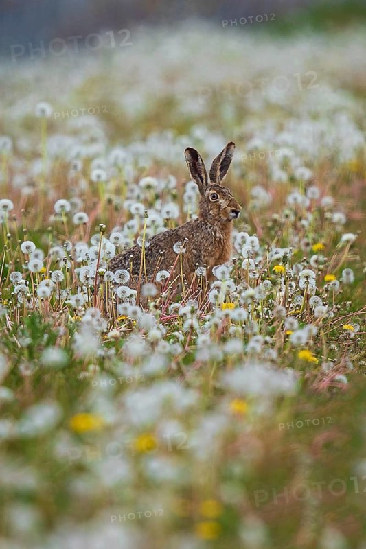 Feldhase (Lepus europaeus) sitzt in Wiese aus Löwenzahn (Taraxacum officinale), Schleswig-Holstein, Deutschland