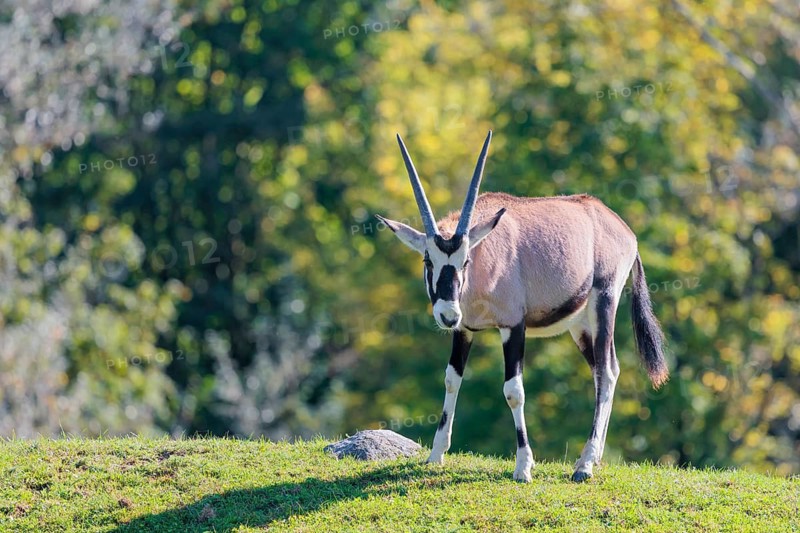 A gemsbok (Oryx gazella), grazes on a green meadow. Botswana, Namibia, South Africa and Zimbabwe
