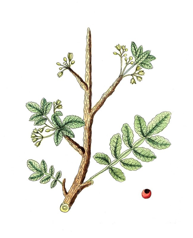 Geum urbanum, Wood avens, digital reproduction of a historical original, between 1790 and 1810