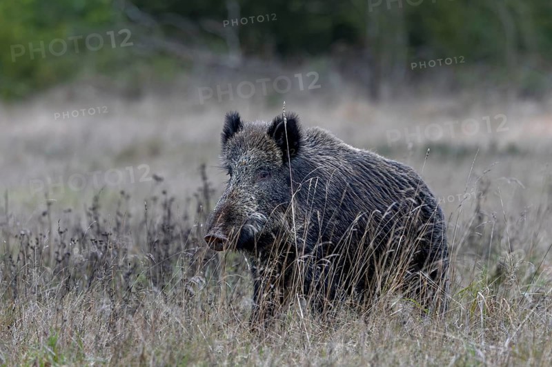 Wild boar (Sus scrofa) crossing a clearing in the forest, mating season, November, Denmark