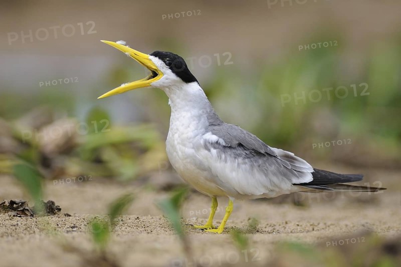 Large-billed Tern (Phaetusa simplex) calling, Pantanal, Brazil