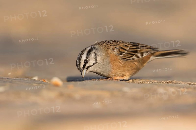 Rock Bunting -Zippammer - Emberiza cia ssp. cia, Spain, adult male