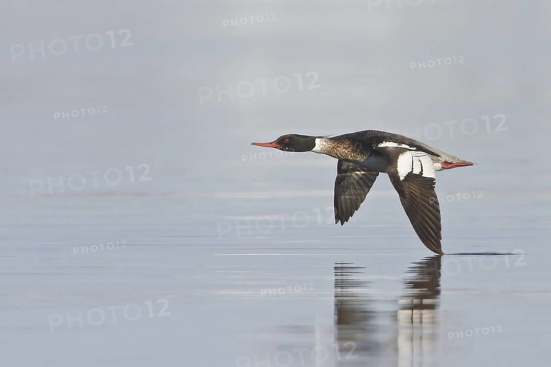 Red-breasted Merganser (Mergus serrator) male flying, Manitoba, Canada