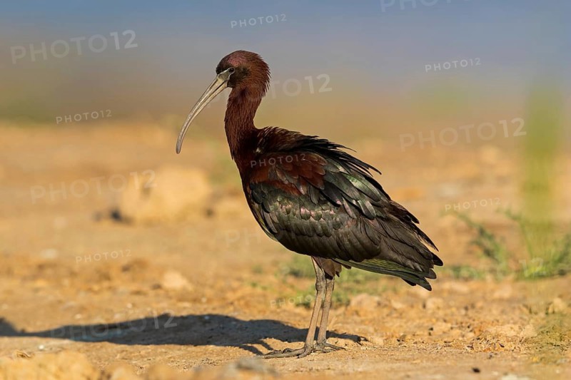 Sicklebird, Black Ibis, Plegadis falcinellus, Israel
