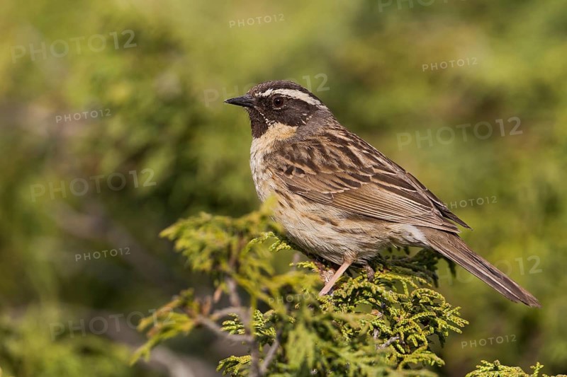 Black-throated Accentor - Schwarzkehlbraunelle - Prunella atrogularis ssp. huttoni, Kazakhstan, adult