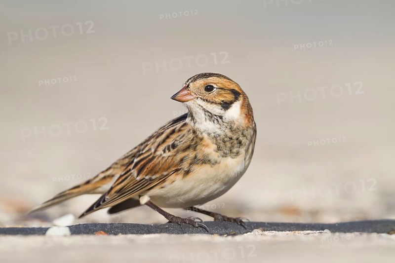Lapland Longspur - Spornammer - Calcarius lapponicus ssp. lapponicus, Germany