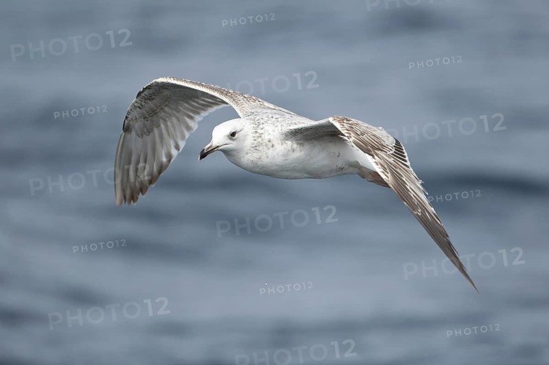 Caspian Gull (Larus cachinnans) juvenile flying, North Sea, Germany