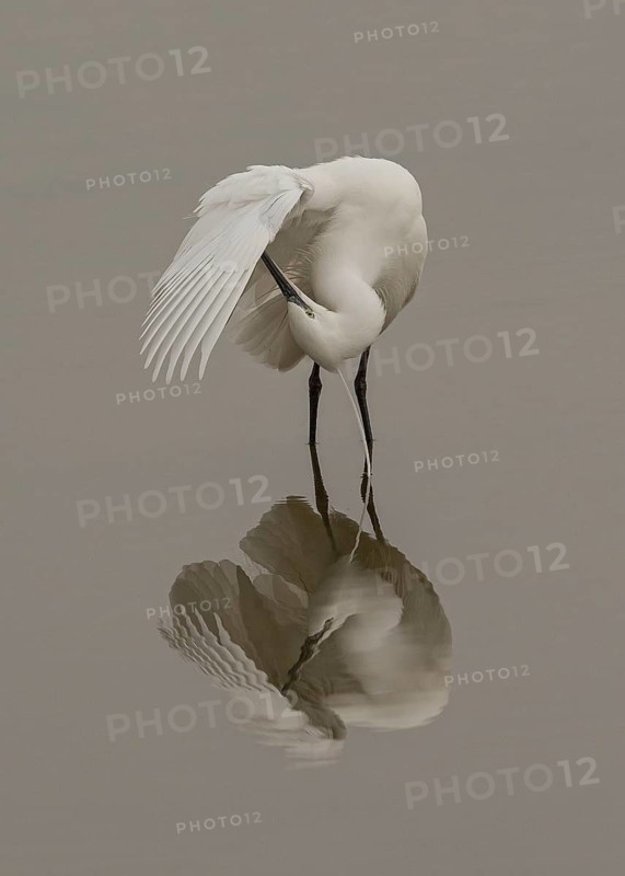 Little Egret (Egretta garzetta) preening, Wales, United Kingdom