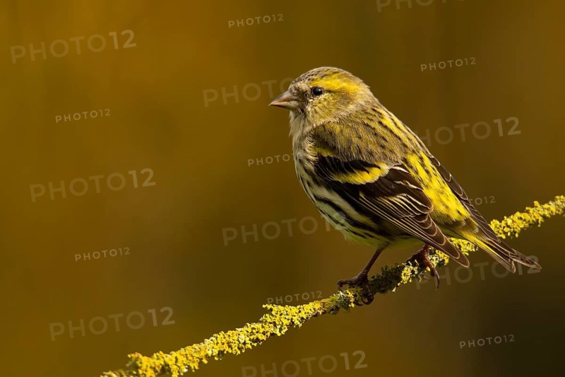 A vibrant image of a Eurasian siskin, Spinus spinus, showcasing its characteristic yellow and black plumage as it rests on a moss-covered branch under soft sunlight