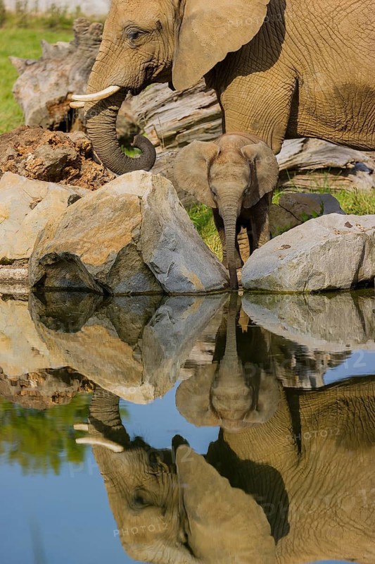 Adult female African elephant (Loxodonta africana) with 4 month old baby at a water hole, with reflection of elephants