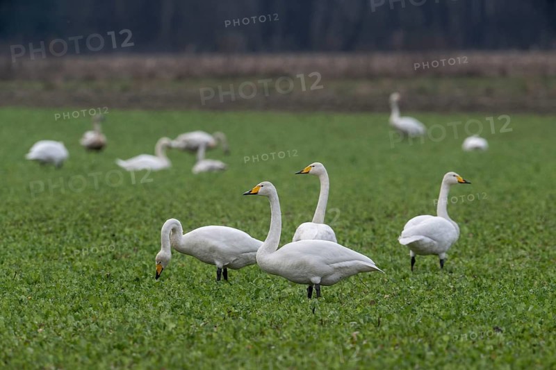 Whooper swans (Cygnus cygnus), Emsland, Lower Saxony, Germany