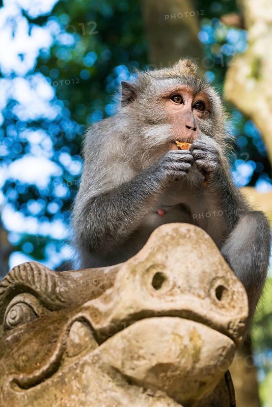 Macaque (Macaca), monkey, guenon animal, macaque, wildlife, nature, wild, mammal, fauna, looks, camera view, looks, looking, looking at, eating, pretty, jungle, fur, face, attentive, travel, holiday, tourism, park, asian, cheeky, attraction, Sacred monkey forest, Ubud, Bali, Indonesia