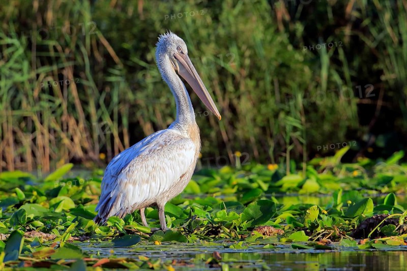 Dalmatian Pelican (Pelecanus crispus), Danube Delta, Romania
