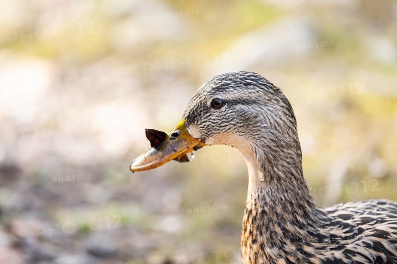 Mallard (Anas platyrhynchos) female on a lake, Bavaria, Germany