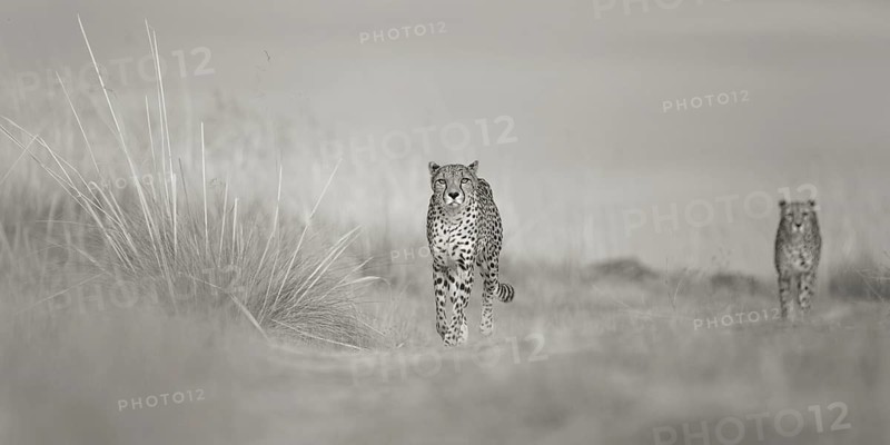 Cheetah (Acinonyx jubatus) two adult walking in grassland, Castile-La Mancha, Spain