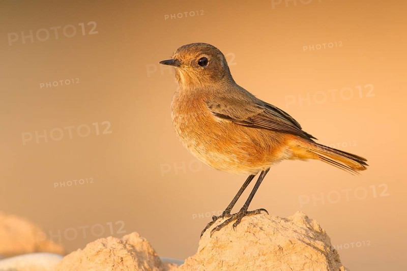 Moussier's Redstart (Phoenicurus moussieri) female, Morocco