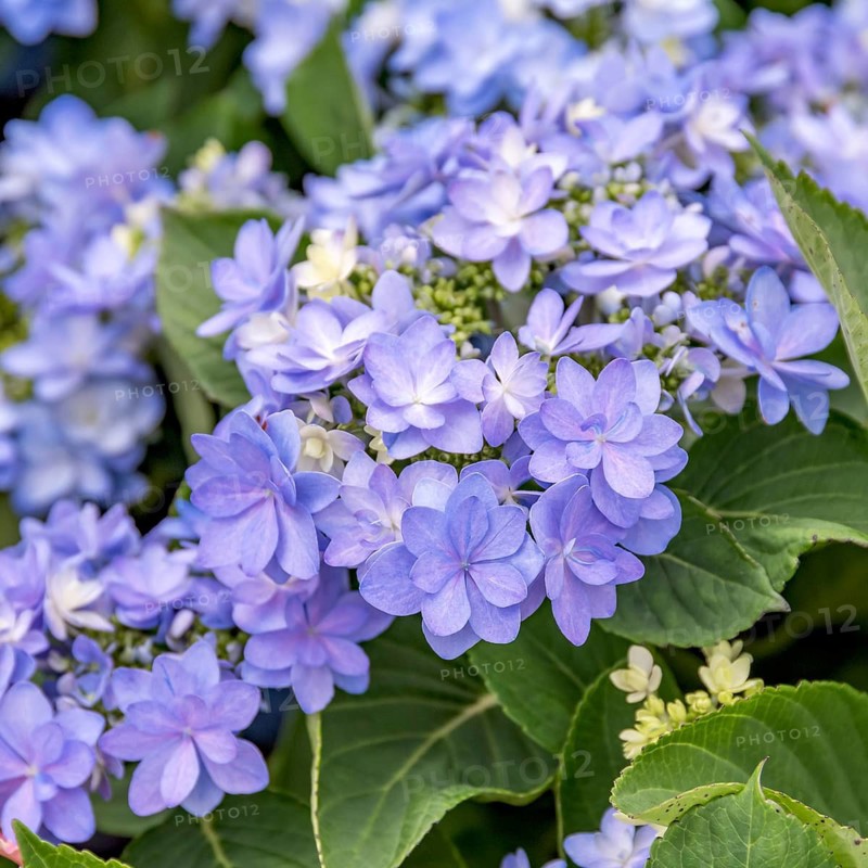 Garden hydrangea (Hydrangea macrophylla ROMANCE - blue), Plantarium 2016, Netherlands