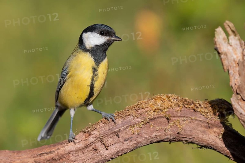 Great Tit (Parus major), Lower Saxony, Germany