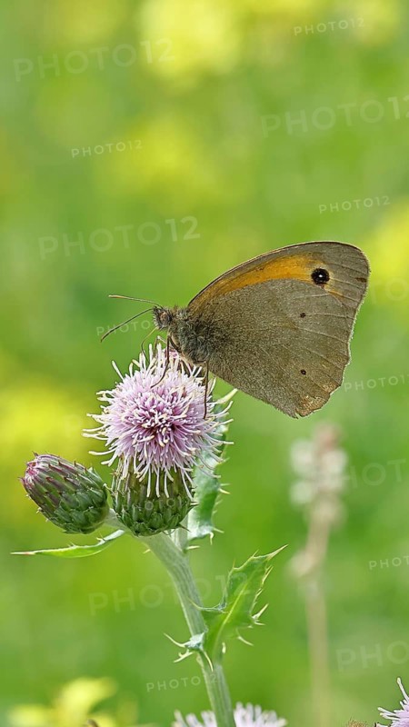 Meadow Brown (Maniola jurtina), collecting nectar from a thistle (Cirsium arvense) flower, Wilnsdorf, North Rhine-Westphalia, Germany