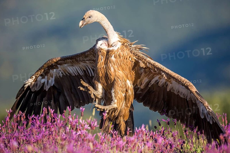 Griffon Vulture (Gyps fulvus) in field, Madrid, Spain