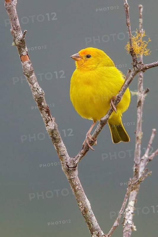 Saffron Finch (Sicalis flaveola) perched on a branch in the Atlantic rainforest of southeast Brazil