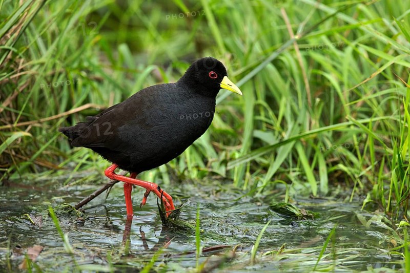 Black Crake (Amaurornis flavirostra) foraging, Kwazulu-Natal, South Africa