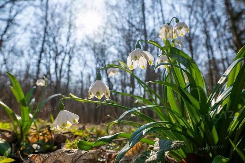Spring snowflake (Leucojum vernum), blooming, backlit, Thuringia, Germany