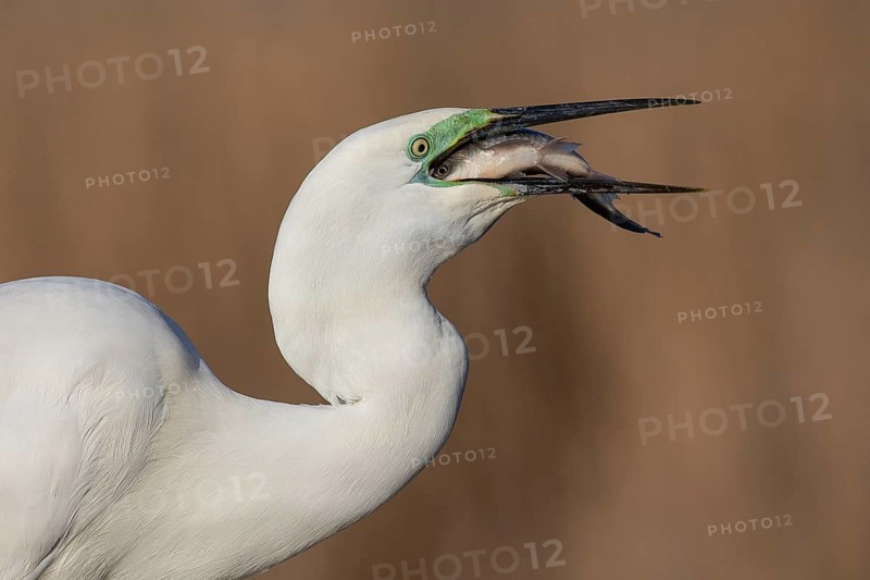 Great Egret (Ardea alba) with fish prey in beak, Subotica, Serbien