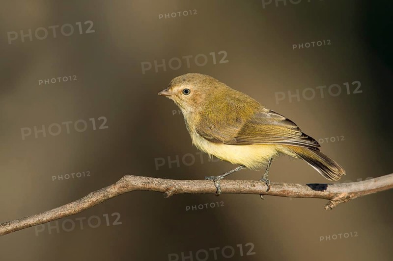 Weebill (Smicrornis brevirostris), Victoria, Australia