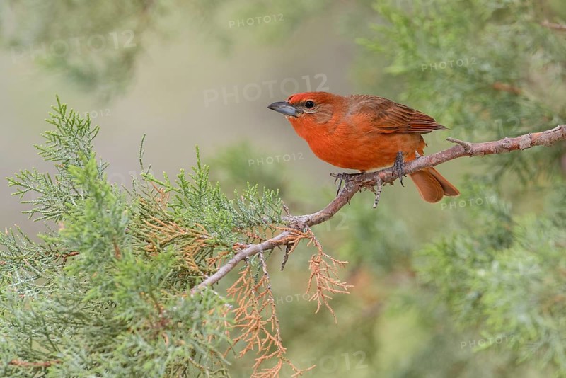 Hepatic Tanager (Piranga hepatica) male perched on a twig, Arizona, USA