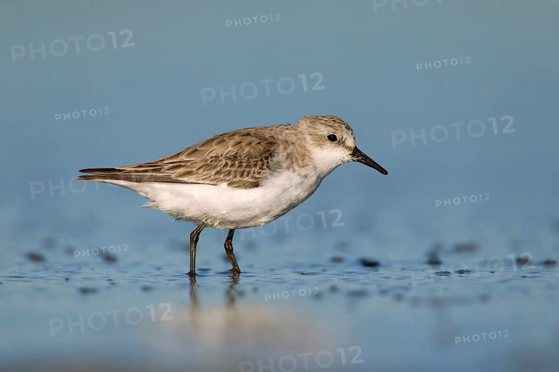 Red-necked Stint (Calidris ruficollis) foraging, Victoria, Australia