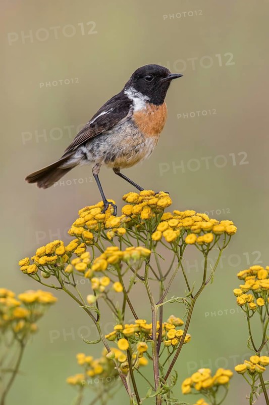 European Stonechat (Saxicola rubicola) male, Poland