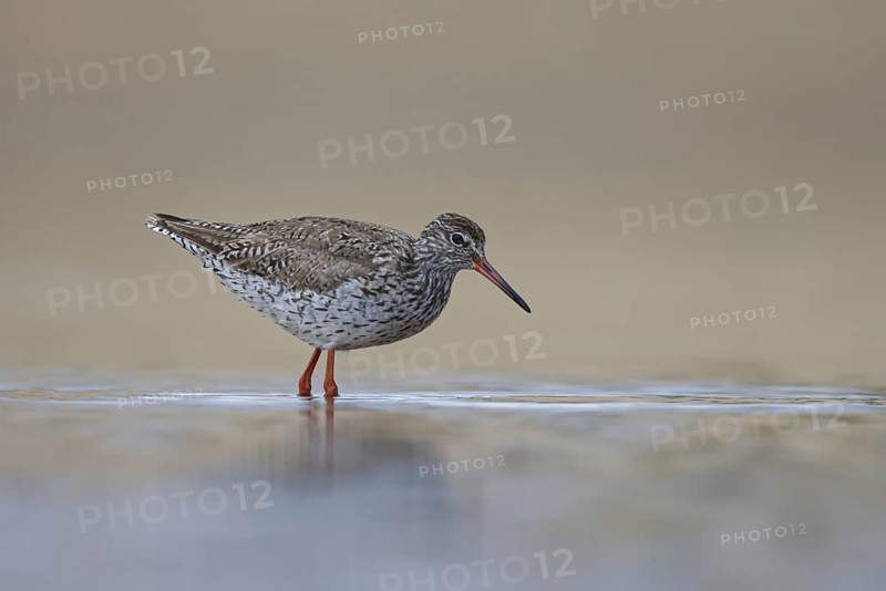 Common Redshank (Tringa totanus) foraging, North Rhine-Westphalia, Germany