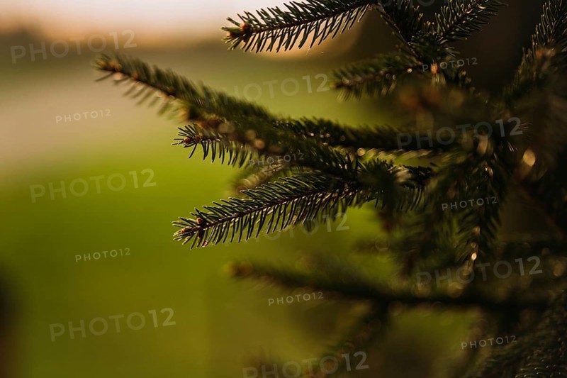Close up of vibrant young spruce needles with a soft, blurred background. The delicate greenery highlights the fresh growth of the tree, capturing the essence of nature