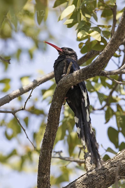 Violet Wood Hoopoe (Phoeniculus damarensis), Oshikoto, Etosha National Park, Namibia