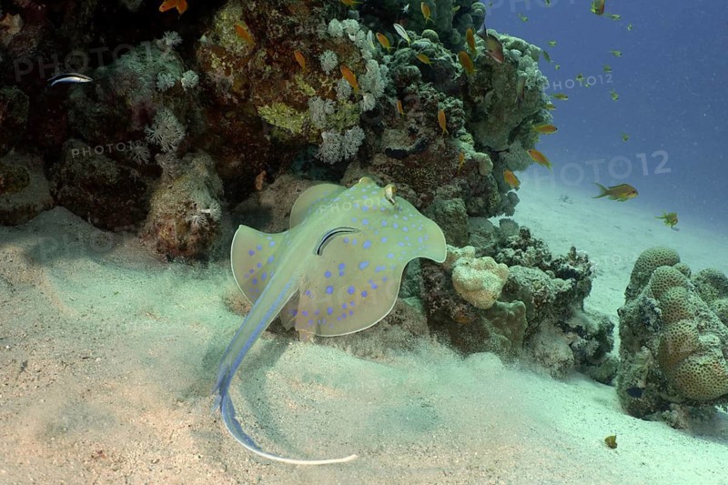 Blue-spotted stingray (Taeniura lymma)