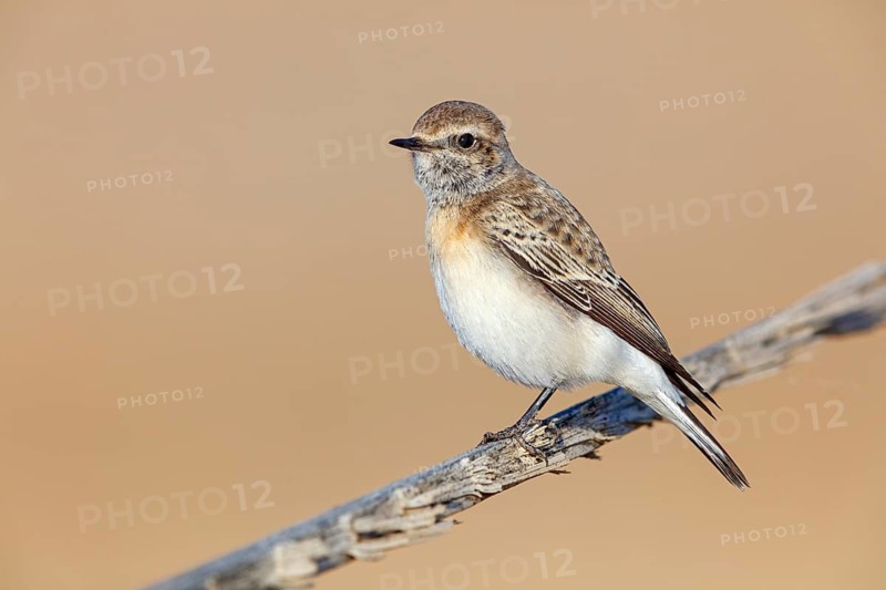 Pied Wheatear, Oenanthe pleschanka, Traquet pie, Collalba Pía Salalah, Muntasar oasis, Dhofar, Oman