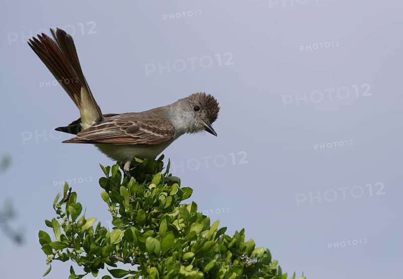 Ash-throated Flycatcher (Myiarchus cinerascens) perched on a branch, Texas, USA