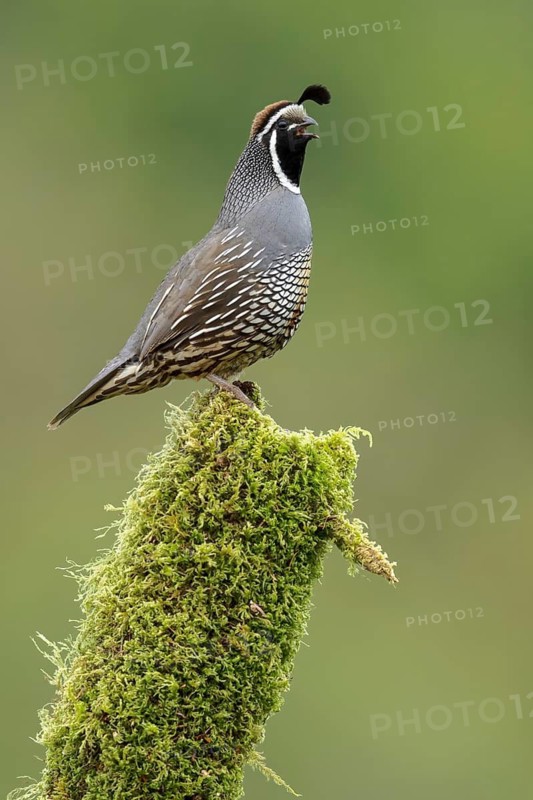California Quail (Callipepla californica) perched on a branch in Victoria, BC, Canada
