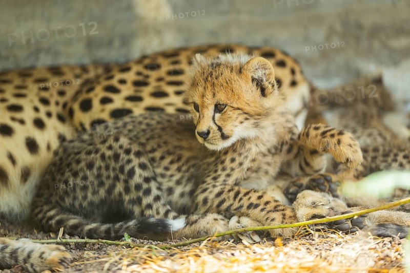 Cheetah (Acinonyx jubatus) youngster lying next to its mother, captive, occurrence Africa