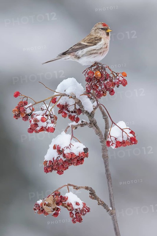 Common Redpoll (Acanthis flammea), Alaska, USA