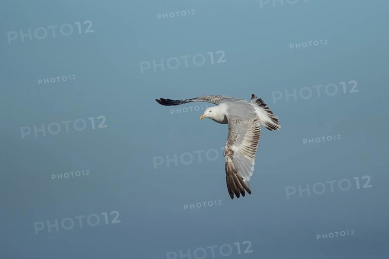 Herring gull (Larus argentatus) adult seagull bird in flight, England, United Kingdom